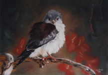 Pygmee Falcon